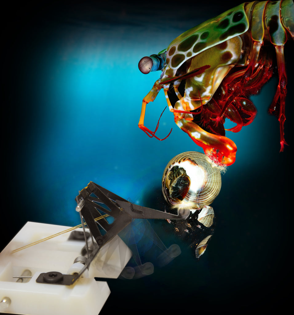 Robot mimics the powerful punch of the mantis shrimp